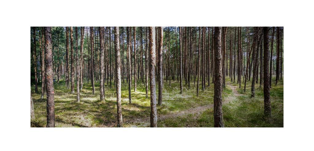Forest Cottage Неринга Экстерьер фото